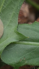 Hypochaeris albiflora