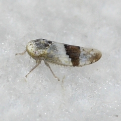 Norvellina seminuda