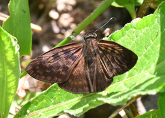 Anastrus sempiternus