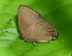 Calycopis anthora