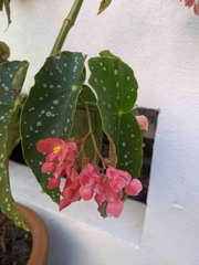 Begonia maculata