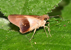 Calpodes longirostris