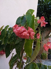 Begonia maculata