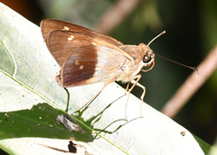 Calpodes longirostris