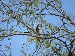 Melanerpes hypopolius