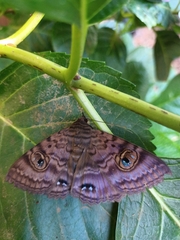 Speiredonia spectans
