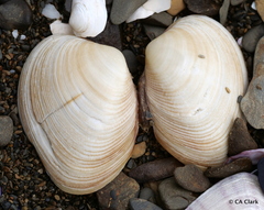 Venerupis largillierti