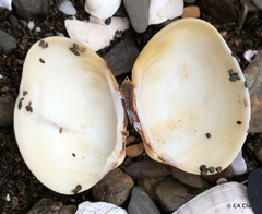 Venerupis largillierti