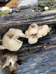 Lentinellus micheneri