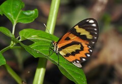 Placidina euryanassa