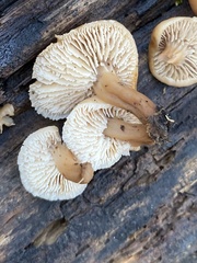 Lentinellus micheneri