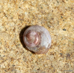 Trochidae