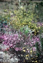 Boronia pinnata