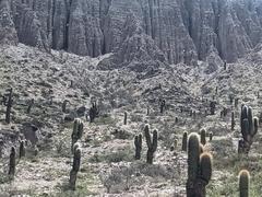 Trichocereus atacamensis