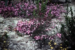 Boronia pinnata