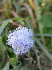Ageratum corymbosum