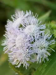 Ageratum corymbosum