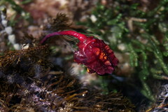 Pyura gibbosa