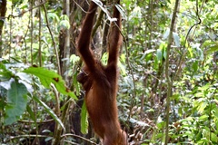 Pongo pygmaeus morio