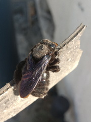 Xylocopa griswoldi