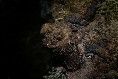 Pyura praeputialis