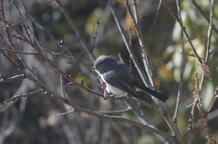 Polioptila