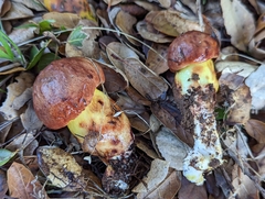 Aureoboletus flaviporus