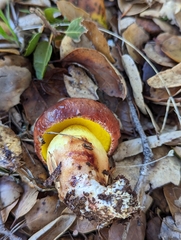 Aureoboletus flaviporus