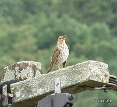 Turdus philomelos clarkei