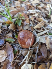 Aureoboletus flaviporus