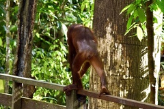 Pongo pygmaeus morio