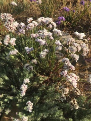 Limonium sinuatum