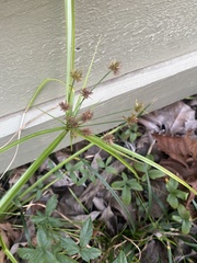 Cyperus croceus