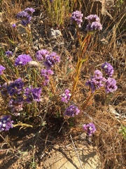 Limonium sinuatum
