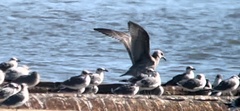 Larus glaucoides thayeri
