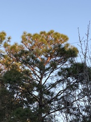 Pinus palustris