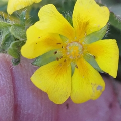 Potentilla crantzii