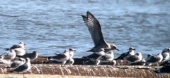 Larus glaucoides thayeri