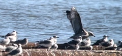 Larus glaucoides thayeri