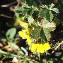 Potentilla crantzii