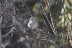 Polioptila