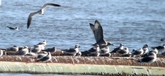Larus glaucoides thayeri