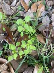 Parietaria floridana