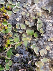 Psora pseudorussellii