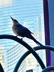 Quiscalus mexicanus