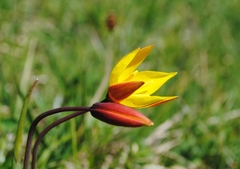 Tulipa sylvestris australis