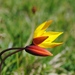 Tulipa sylvestris australis - Photo (c) Axel Gosseries,  זכויות יוצרים חלקיות (CC BY-NC), הועלה על ידי Axel Gosseries