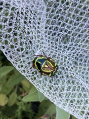 Eupoecila australasiae