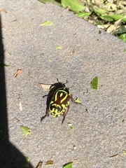 Eupoecila australasiae