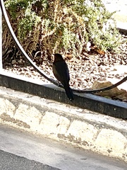 Quiscalus mexicanus